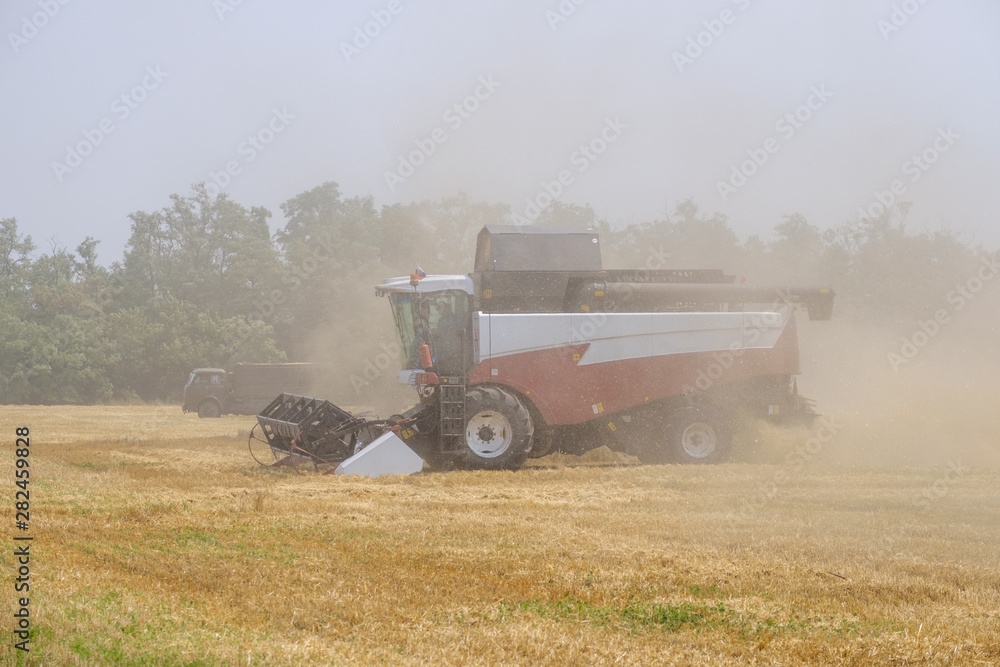 Obraz premium Harvester in dust clubs at work on the harvest of wheat on a huge field in the summer. Thus, the birth of bread occurs.