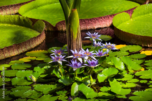 Several purple lotus flower and leaves of giant water lily. Botanical Garden University of Karlsruhe, Germany photo