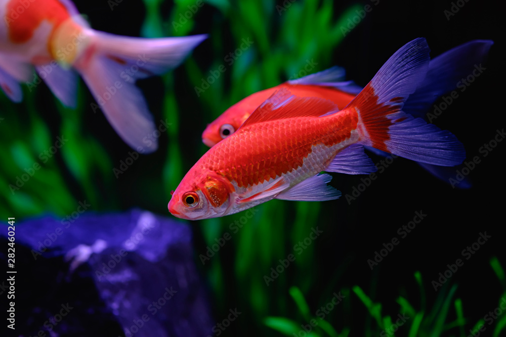 The beautiful fish that swim in the cabinet are pets that can be enjoyed. The beautiful fish that swim in the cabinet are pets that can be enjoyed.