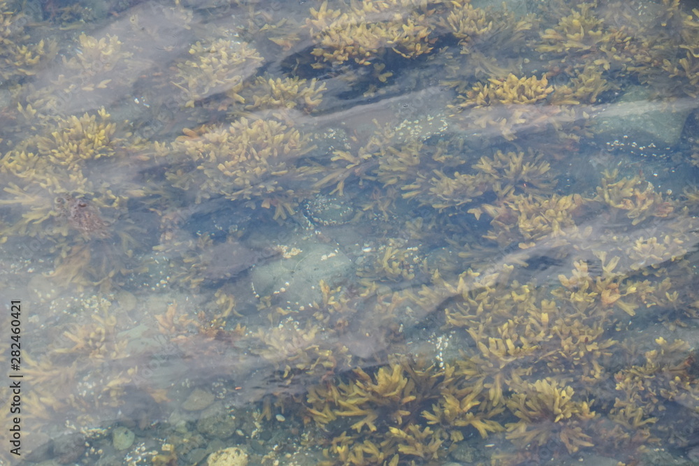 Ocean Floor with Rocks and Plants as Seen Through Clear Water Ocean Floor with Rocks and Plants as Seen Through Clear Water