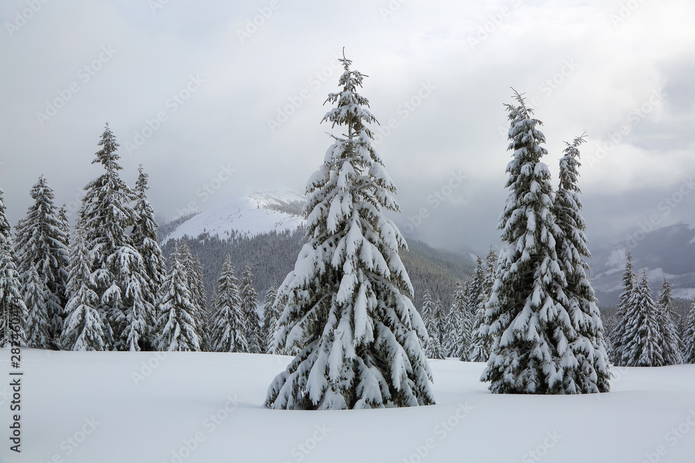 Obraz premium Majestic winter scenery. On the lawn covered with snow the nice trees are standing poured with snowflakes in frosty day. Touristic resort Carpathian, Ukraine, Europe.