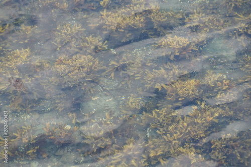 Ocean Floor with Rocks and Plants as Seen Through Clear Water