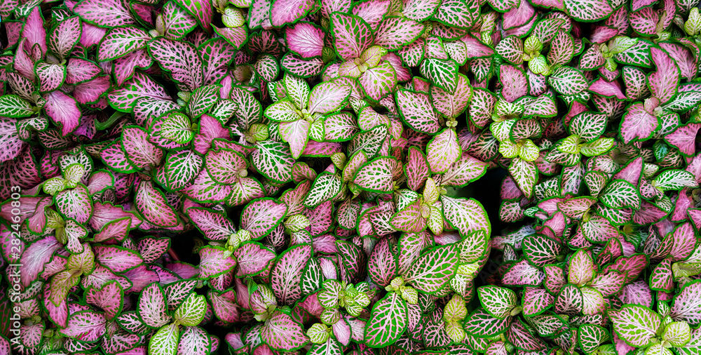 Obraz premium beautiful indoor fittonia flower, texture, pattern