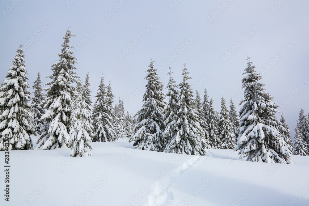 Winter landscape. Pine trees stand in snow swept mountain meadow. Footpath leads to the mysterious foggy forest. Touristic place for rest the Carpathian, Ukraine. Winter landscape. Pine trees stand in snow swept mountain meadow. Footpath leads to the mysterious foggy forest. Touristic place for rest the Carpathian, Ukraine.