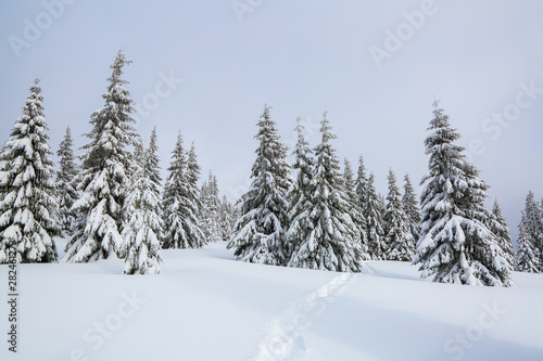 Winter landscape. Pine trees stand in snow swept mountain meadow. Footpath leads to the mysterious foggy forest. Touristic place for rest the Carpathian, Ukraine.