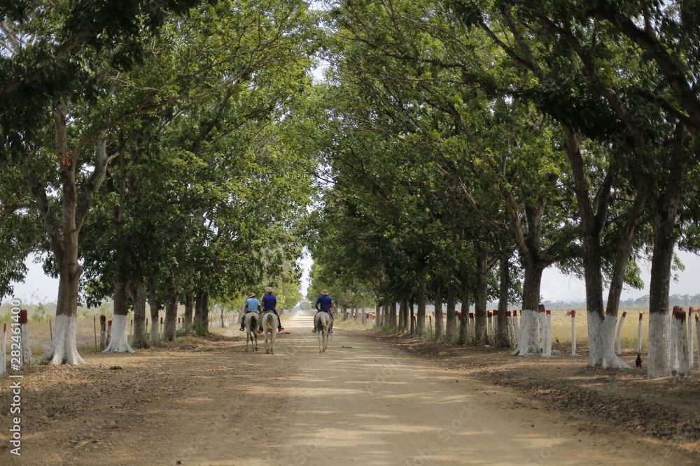 path of tree