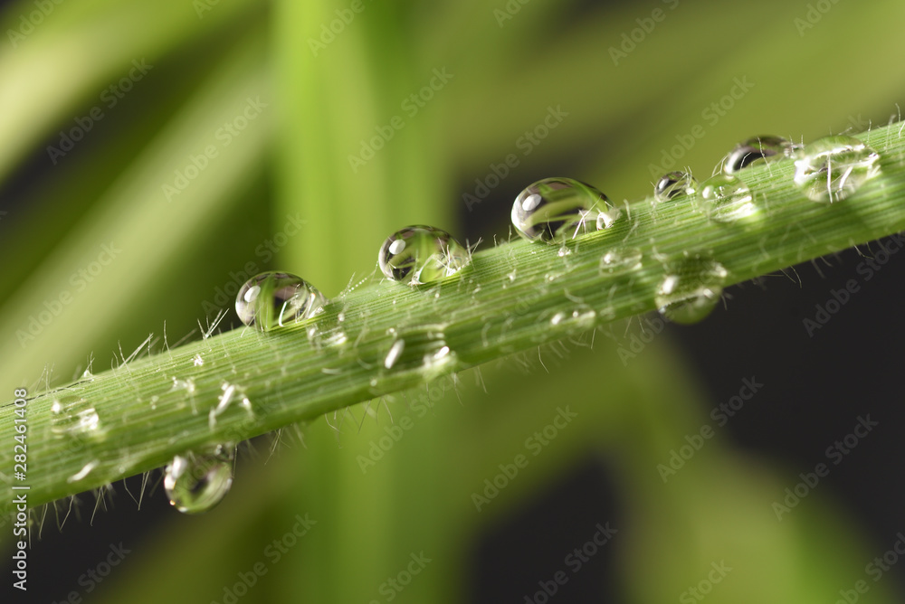 Water drops on the green, the morning dew, after the rain Water drops on the green, the morning dew, after the rain