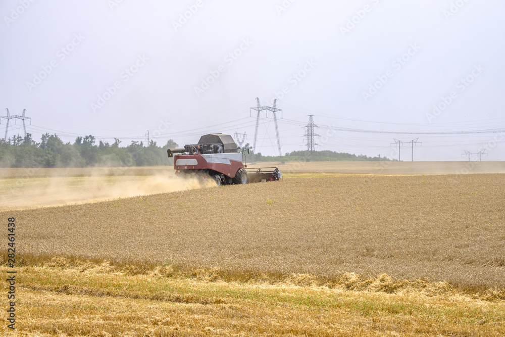Harvester in dust clubs at work on the harvest of wheat on a huge field in the summer. Thus, the birth of bread occurs.