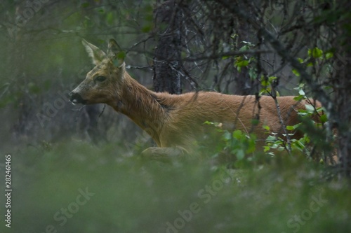 Fototapeta Naklejka Na Ścianę i Meble -  roe deer in the forest