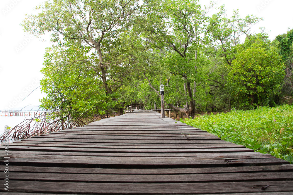 Wood bridge for nature walk in mangroves.