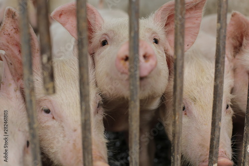Pigs in farm