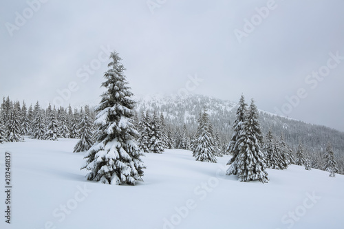 Majestic winter scenery. On the lawn covered with snow the nice trees are standing poured with snowflakes in frosty day. Touristic resort Carpathian, Ukraine, Europe.