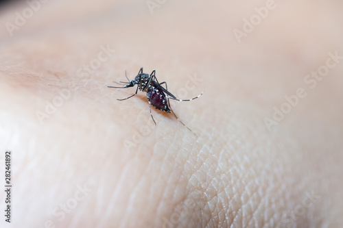 Close-up of blood sucking mosquitoes © suriya