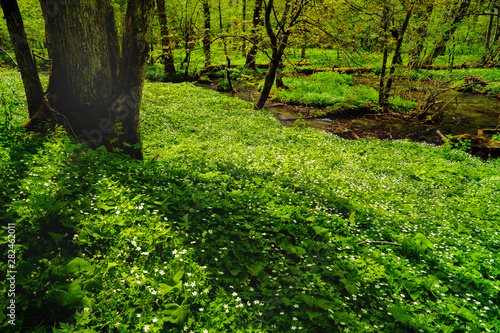 Fototapeta Naklejka Na Ścianę i Meble -  flowers and river in the spring forest