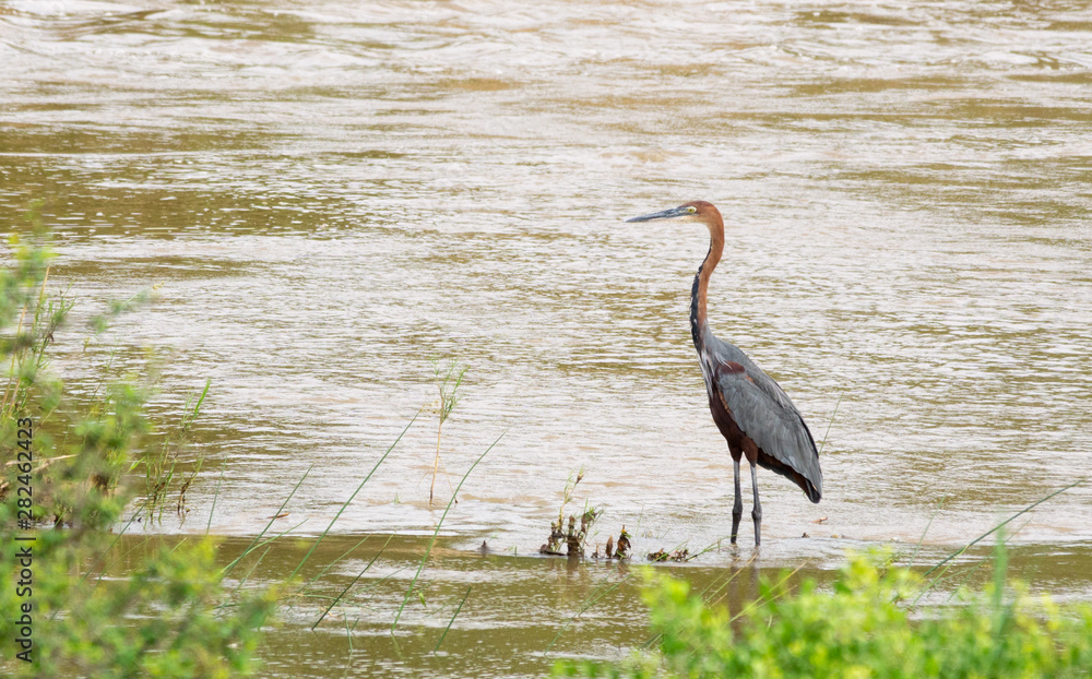 Naklejka premium goliath heron