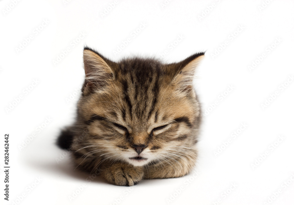 Young cat closed eyes and sleeps. Isolated