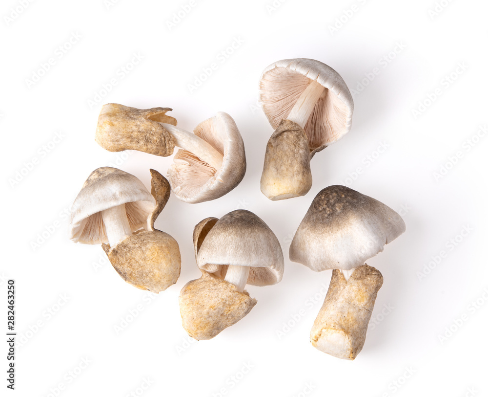 straw mushroom isolated on white background. top view straw mushroom isolated on white background. top view