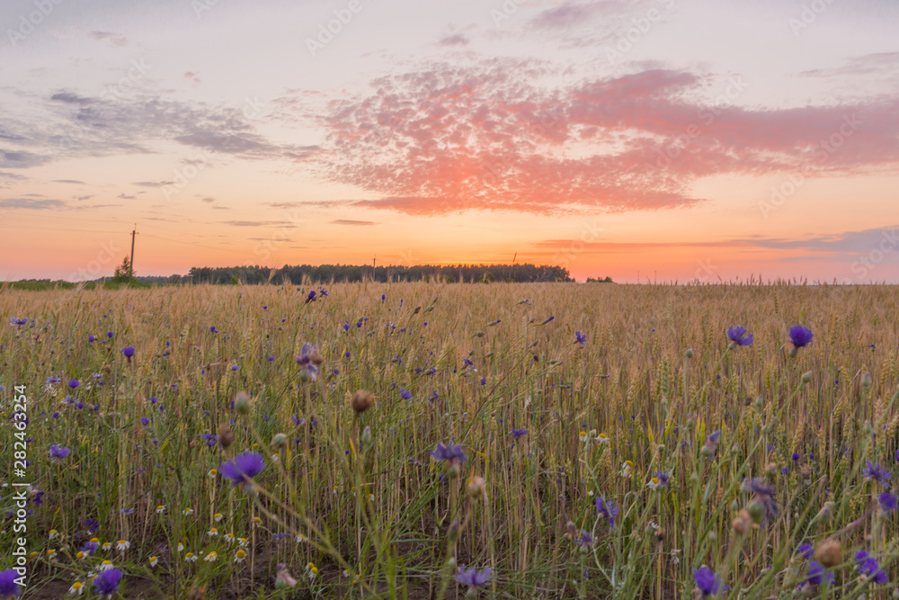 Beautiful sunrise over a wheat field Beautiful sunrise over a wheat field