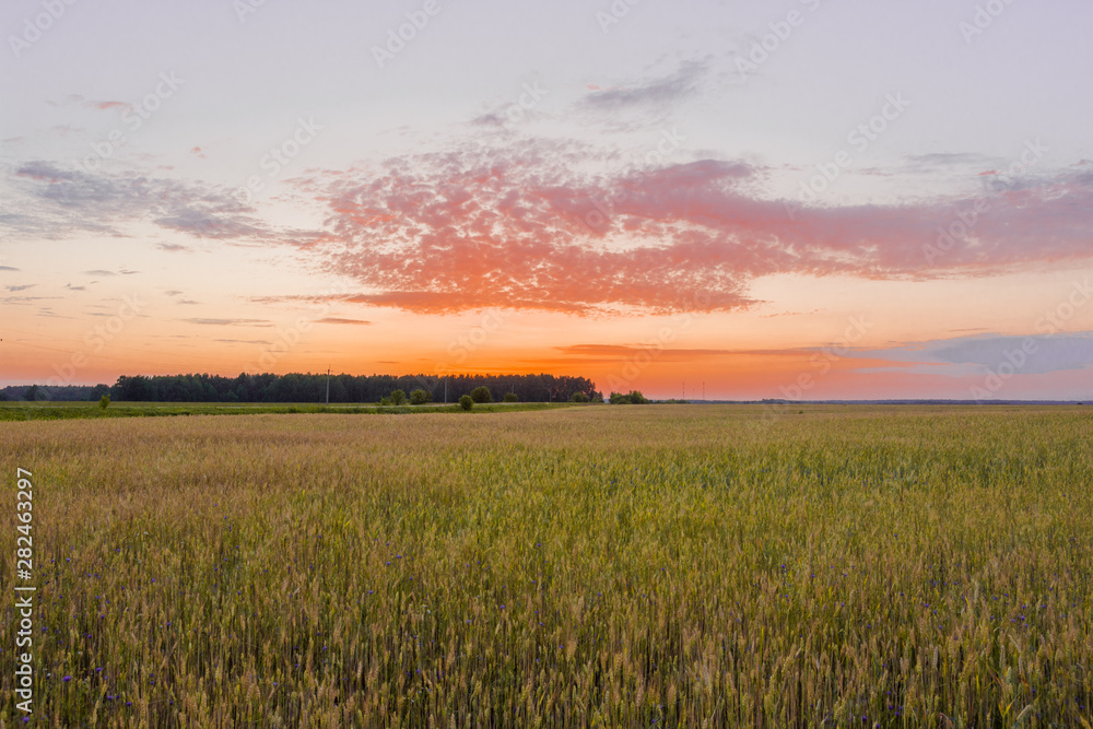 Beautiful sunrise over a wheat field