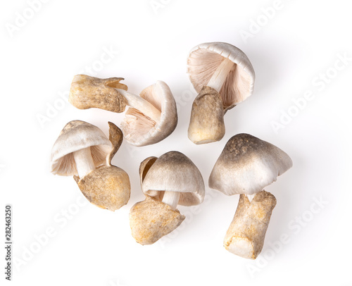 straw mushroom isolated on white background. top view