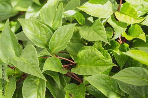 Wallpaper Mural green leaves of wild ivy with close-up, tinted image Torontodigital.ca