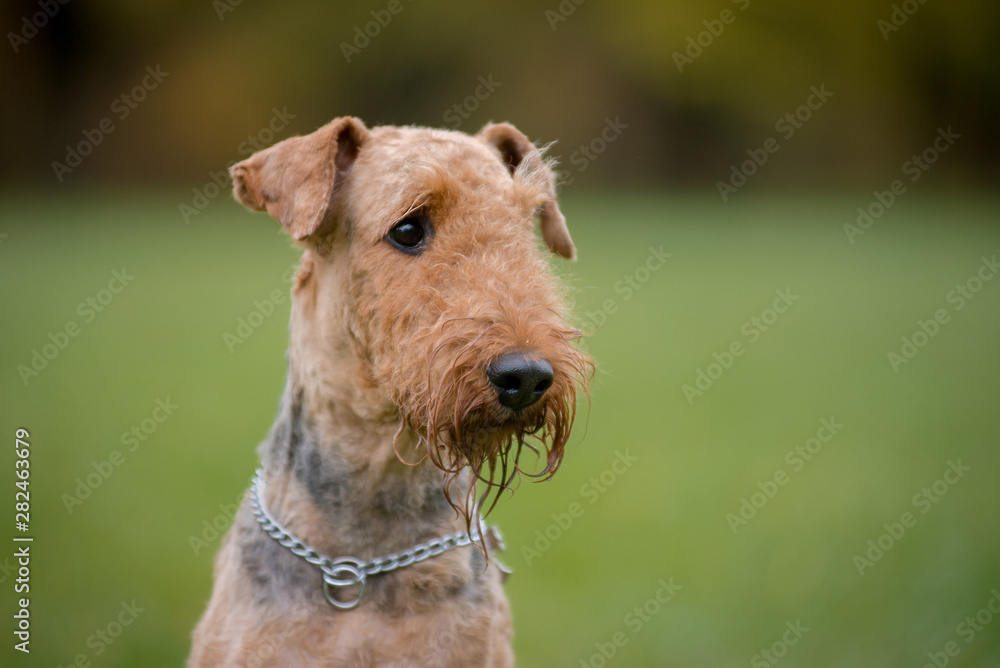Portrait of dog breed Airedale Terrier autumn Portrait of dog breed Airedale Terrier autumn