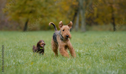 Puppy dachshunds and Airedale Terrier autumn run on the grass, and around the spray from the rain