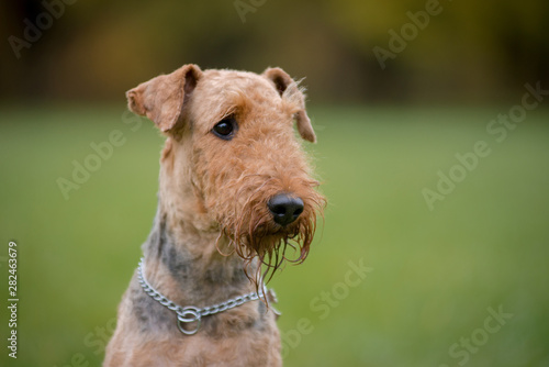 Portrait of dog breed Airedale Terrier autumn