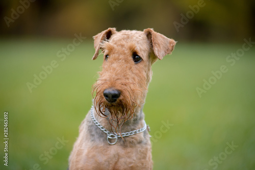 Portrait of dog breed Airedale Terrier autumn