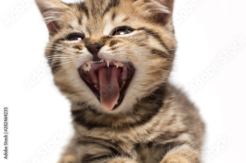 Shocked or screaming tabby cat. Kitten's open mouth.