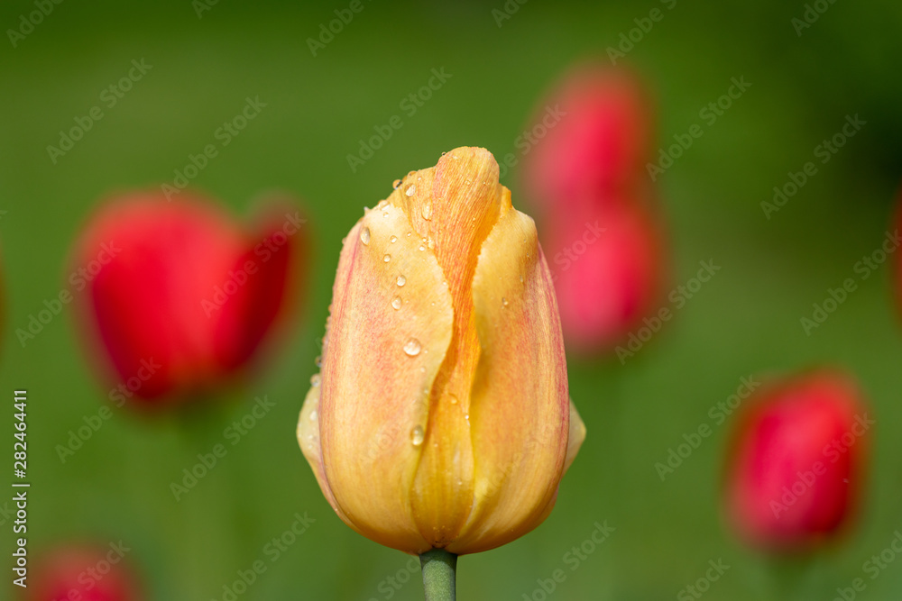 Red and yellow tulips with raindrops on a background of green grass Red and yellow tulips with raindrops on a background of green grass