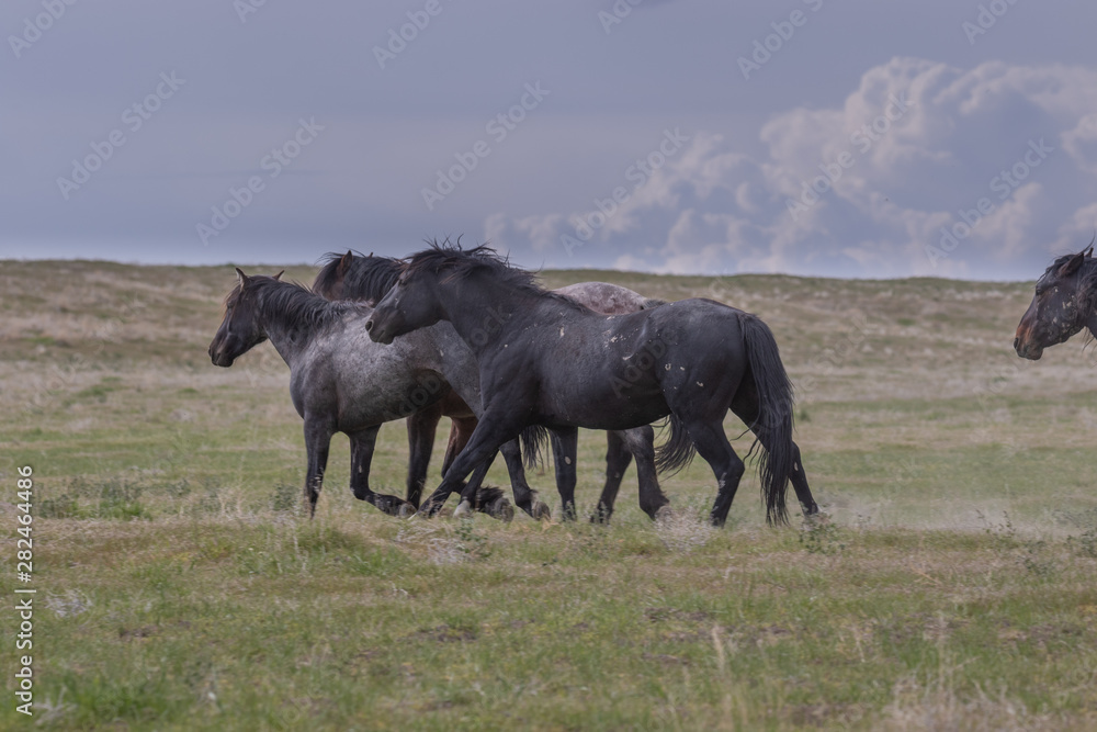 Fototapeta premium Beautiful Wild Horses in the Utah Desert