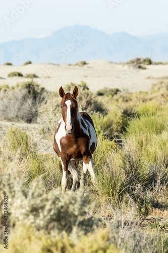 Wild horses grazing next to the Black Rock desert