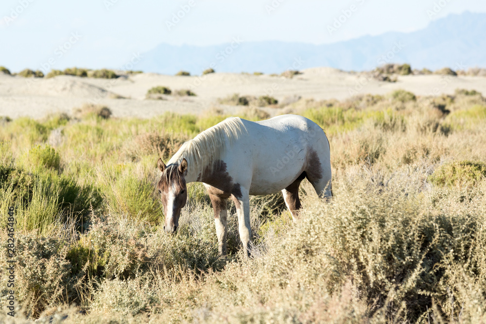 Wild horses grazing next to the Black Rock desert Wild horses grazing next to the Black Rock desert