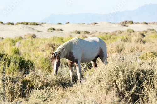 Wild horses grazing next to the Black Rock desert