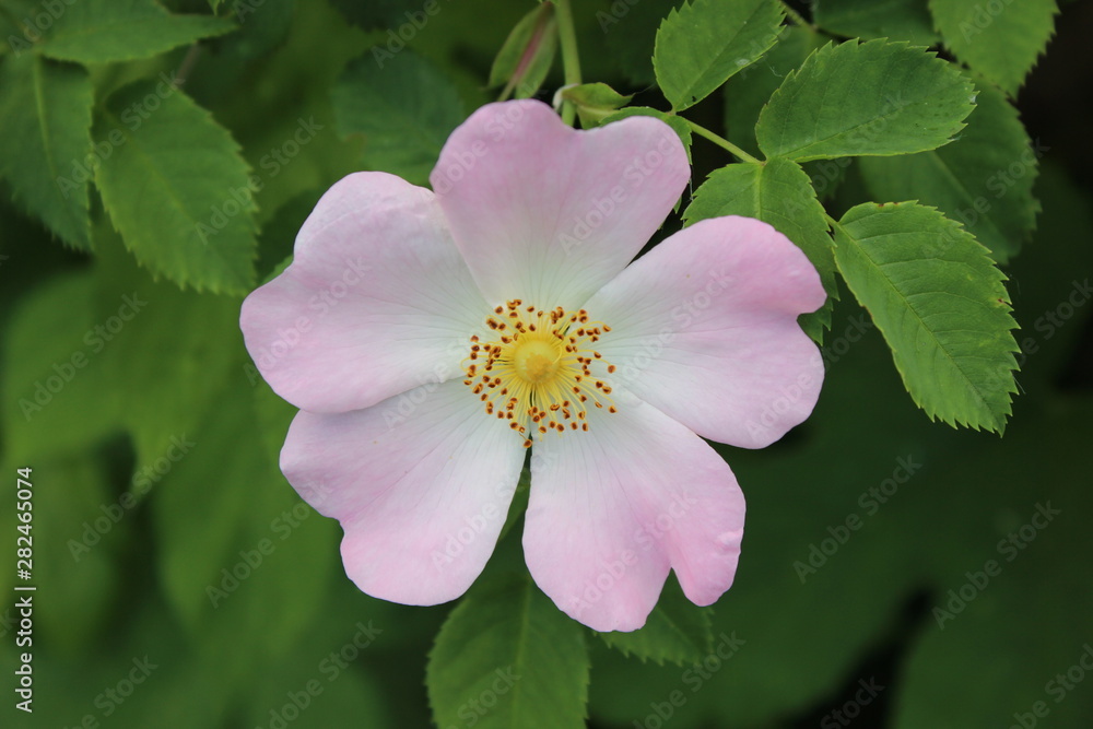 Fototapeta premium Rosehip flowers on a bush