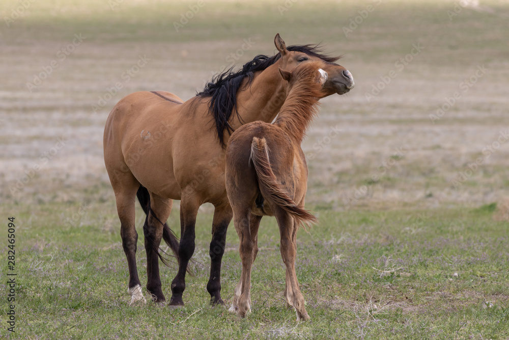 Obraz premium Beautiful Wild Horses in the Utah Desert
