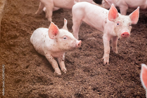 Piglets are playing in organic pig farms. Which floored with rice husk © Nattaro