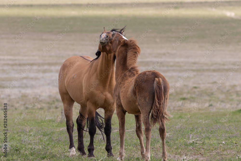 Obraz premium Beautiful Wild Horses in the Utah Desert