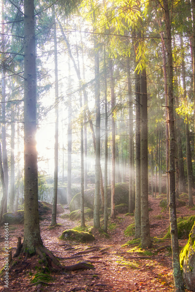 Obraz premium Beautiful autumn forest at sunrise. Forest in the rays of the autumn sun