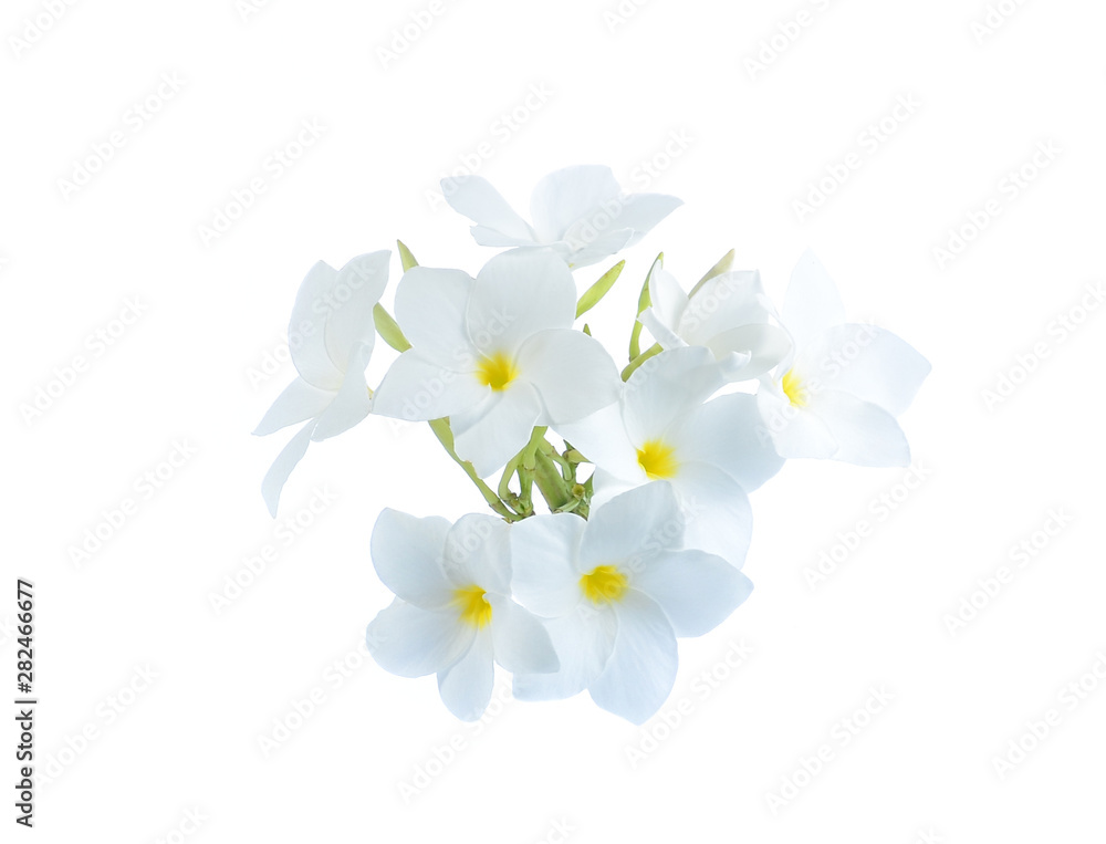 Obraz premium white flower on white background
