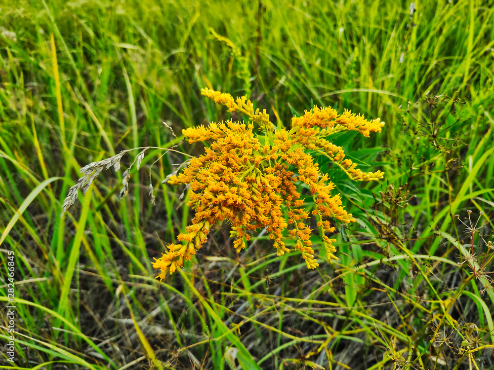 landscape photograph of goldenrod canadian on a background of green and dry grass