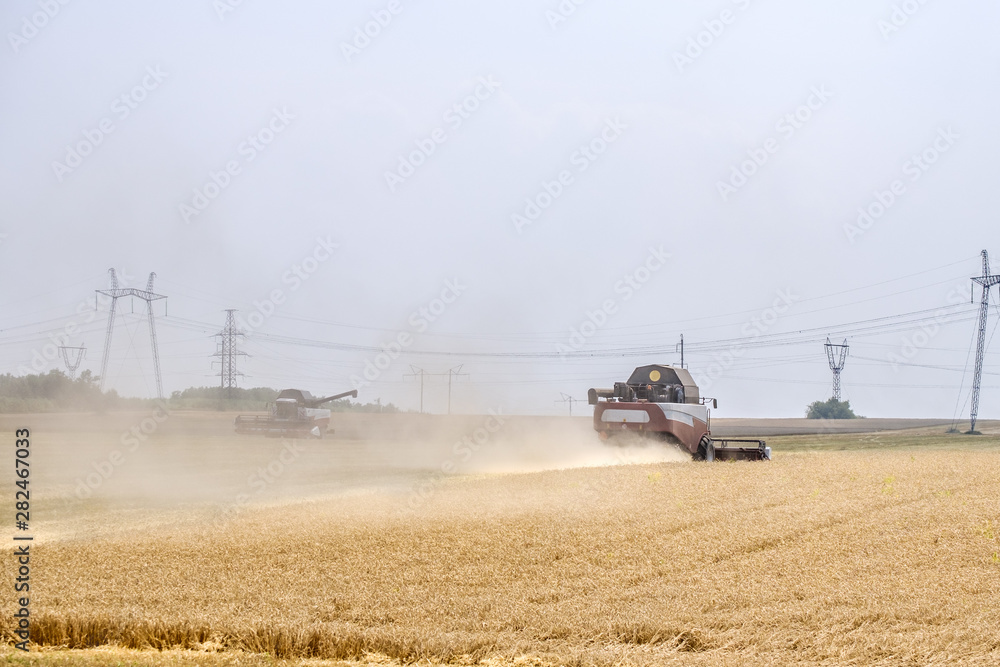 Fototapeta premium Agricultural combines in dust clubs harvest wheat on a huge field in the summer. Thus, the birth of bread occurs.