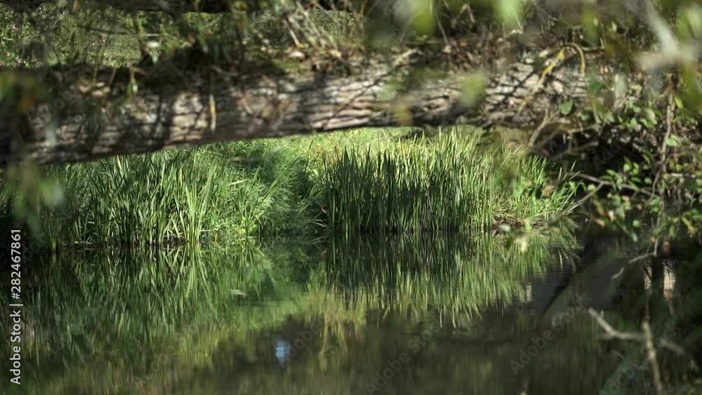 View of the bank of a river with abundant vegetation and the reflection of the bushes in the water View of the bank of a river with abundant vegetation and the reflection of the bushes in the water
