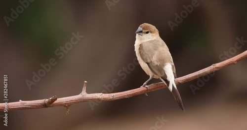 Indian Silverbill on a branch, Hampi, Karnataka, India. photo