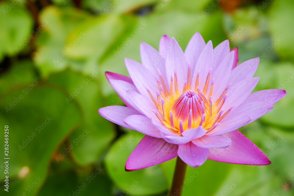 Purple lotus flower opened on a pond with yellow center and green leaf around. Purple lotus flower opened on a pond with yellow center and green leaf around.