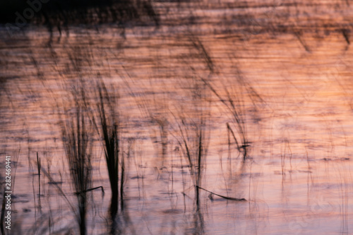 Reeds blurred during long exposure at lake shore