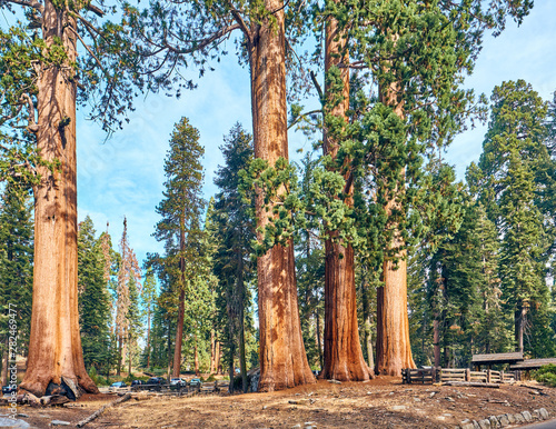 Sequoia National Park at autumn. California, United States.