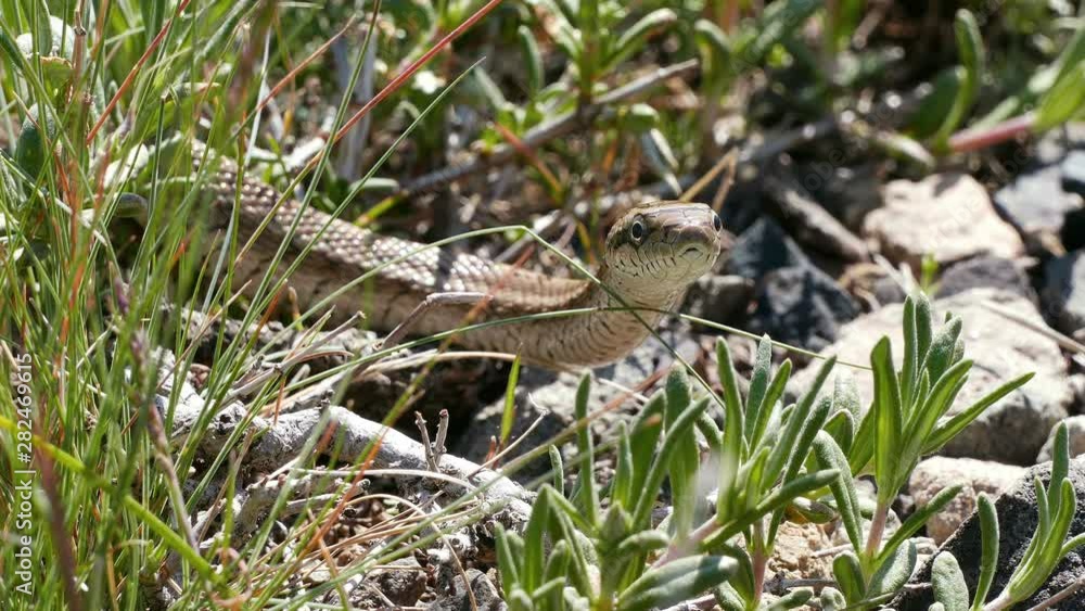 Cottonmouth poison snake in South Kazakhstan. Cottonmouth poison snake in South Kazakhstan.