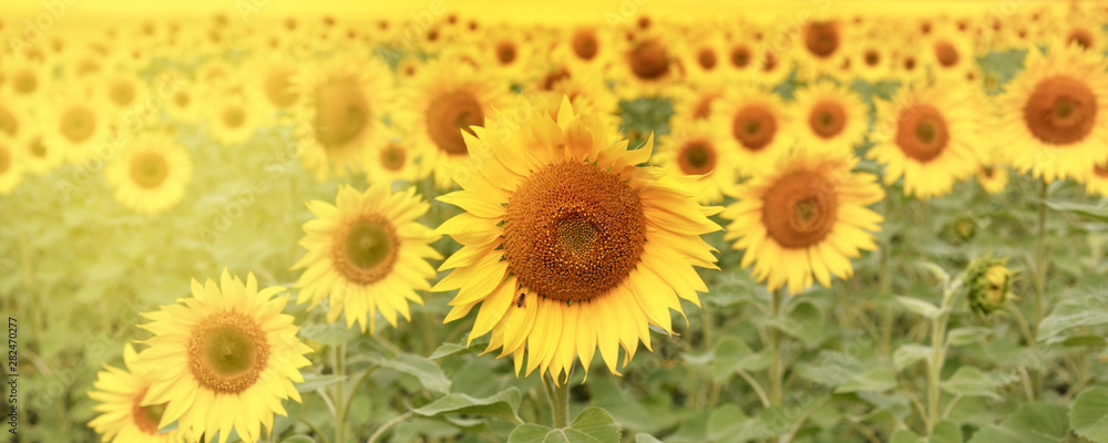 Sunflower natural background. Sunflower blooming. Close-up of sunflower. Sunflower natural background. Sunflower blooming. Close-up of sunflower.